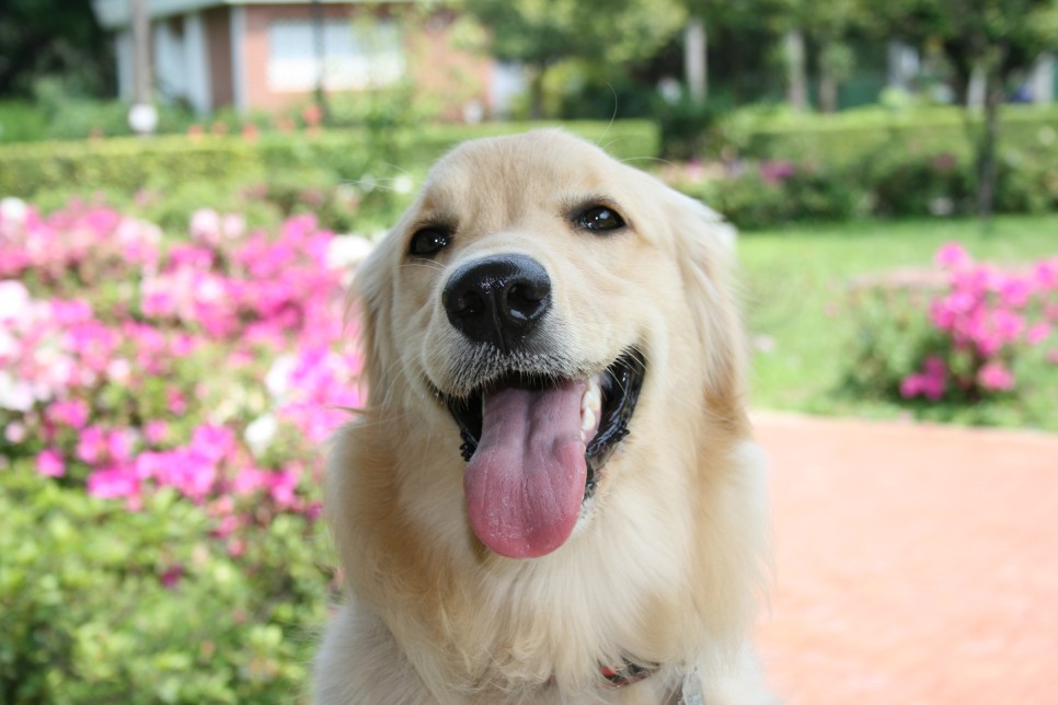 puppy-dog-pet-mammal-nose-dogs-1080741-pxhere.com.jpg